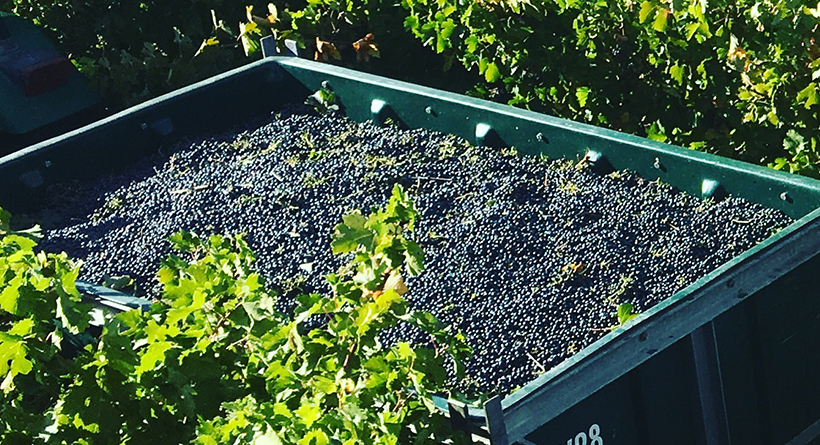 Cabernet Harvest